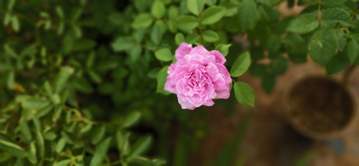 flower