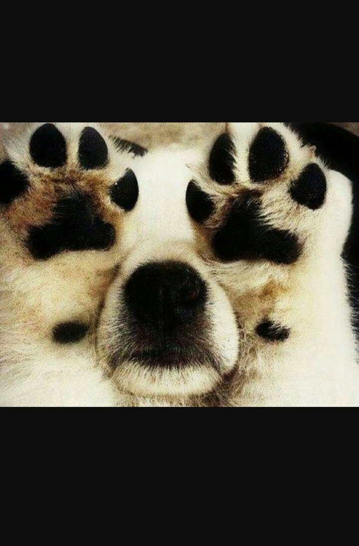 Cute Dog ♡