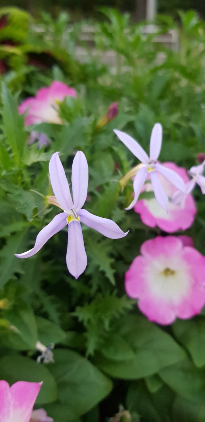 flower fall pink
