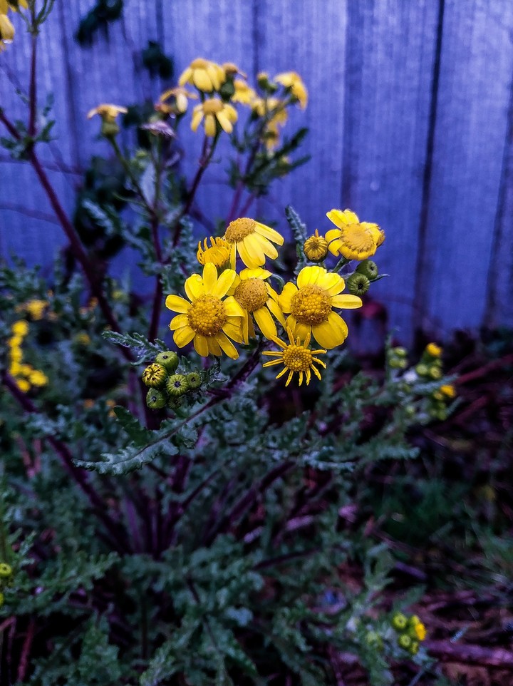flower wallpaper