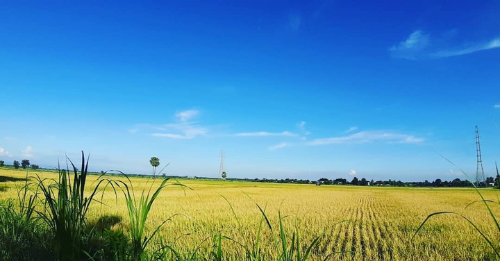 Rice