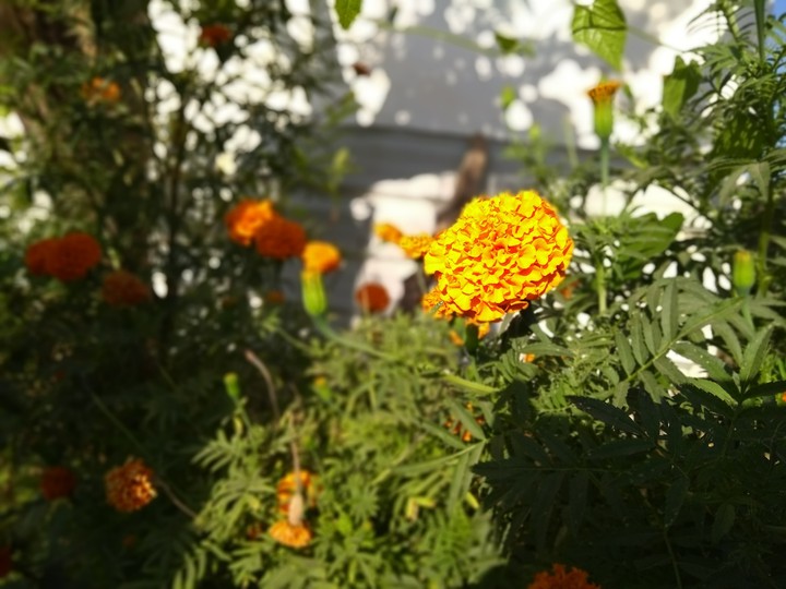 flowers