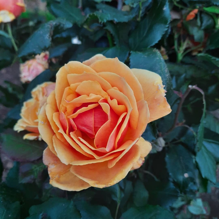 rose