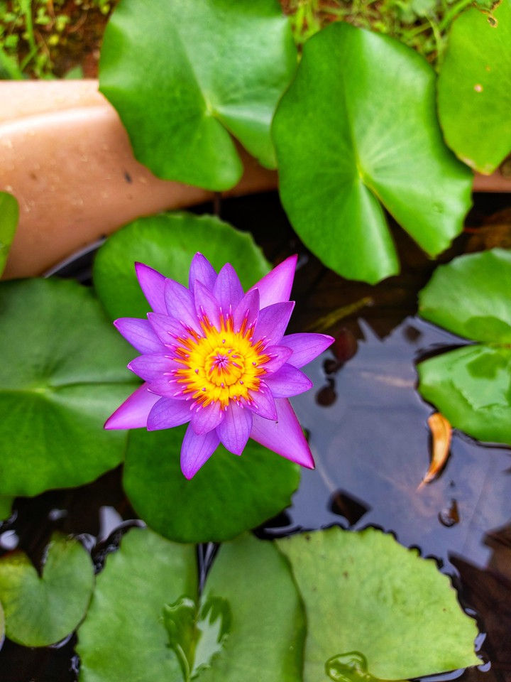Pink lotus