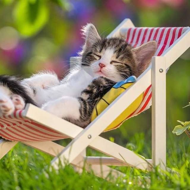 Relaxing cat