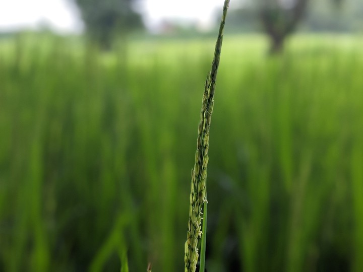 Early Rice field