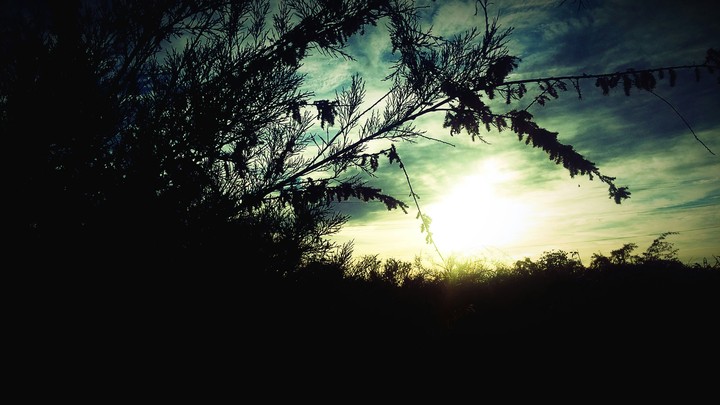 Woodlands