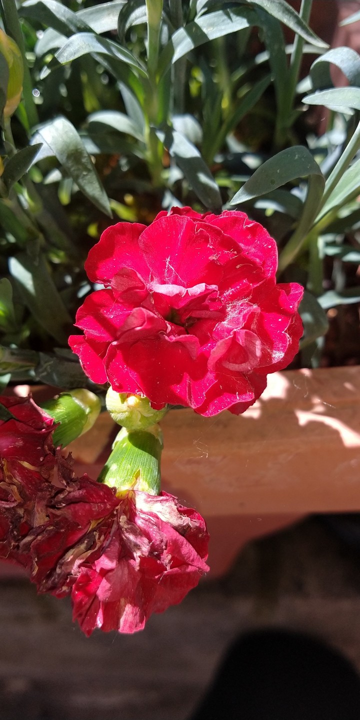 fiori