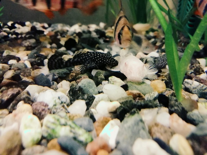 Ancistrus