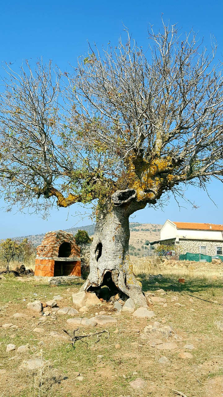 old sycamore