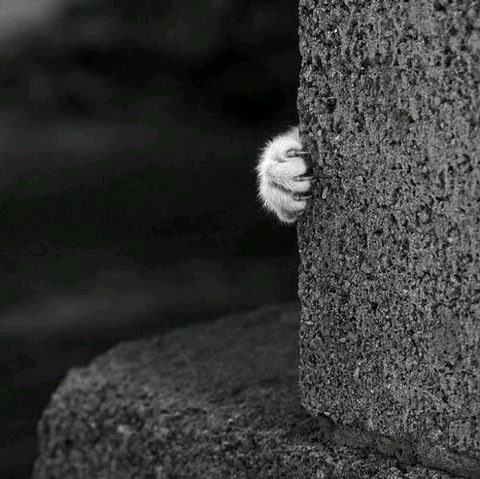 gatto, photography वॉलपेपर