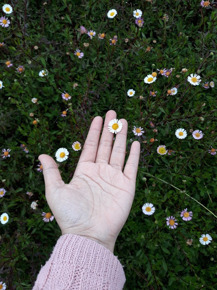 Daisy