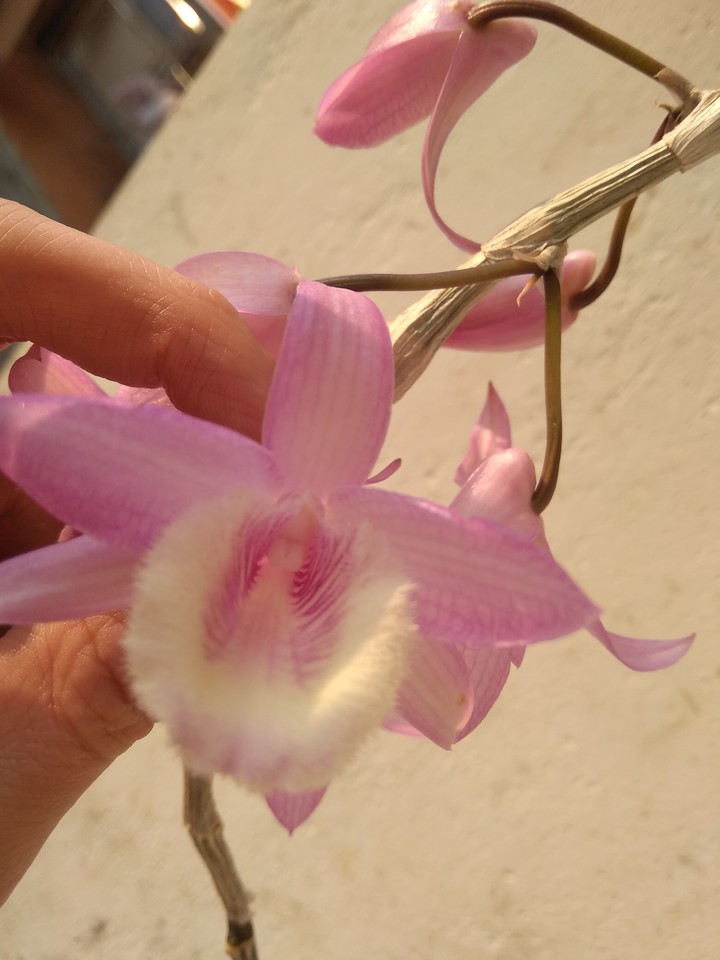 đẹp