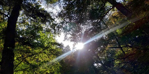 shine through