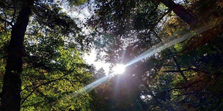 shine through