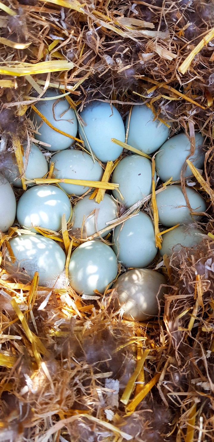 Duck eggs