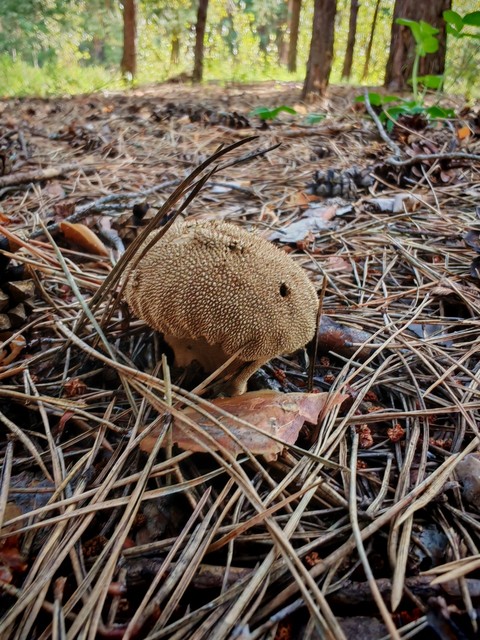 tapety tree, mushroom
