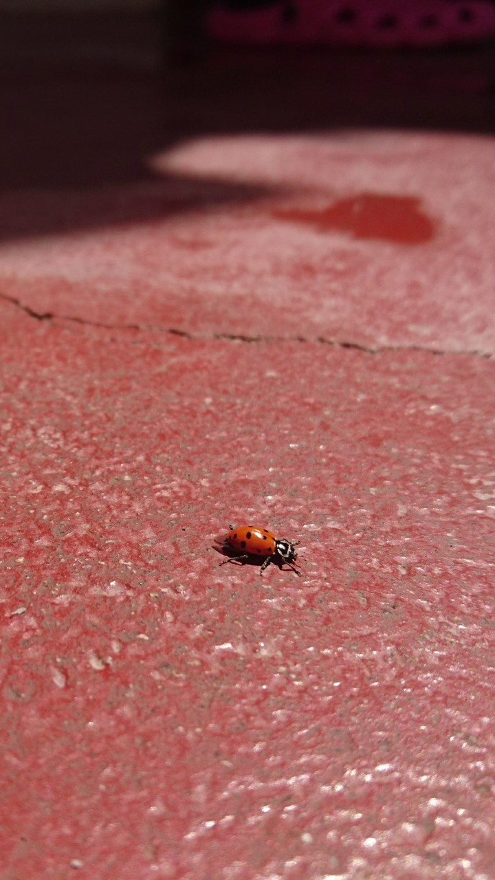 Ladybug 