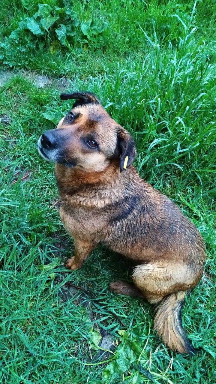 dog