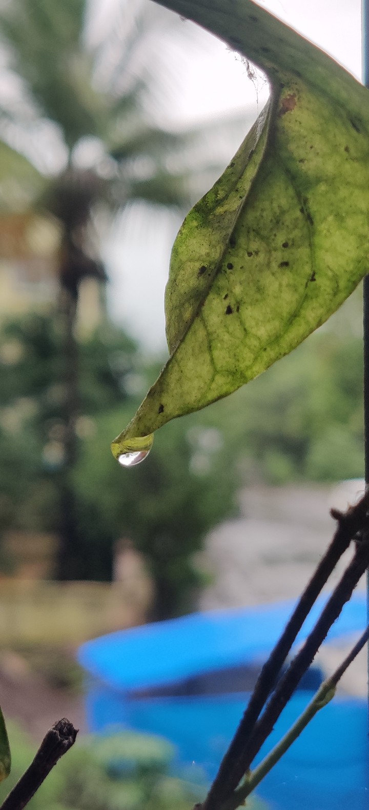 drops