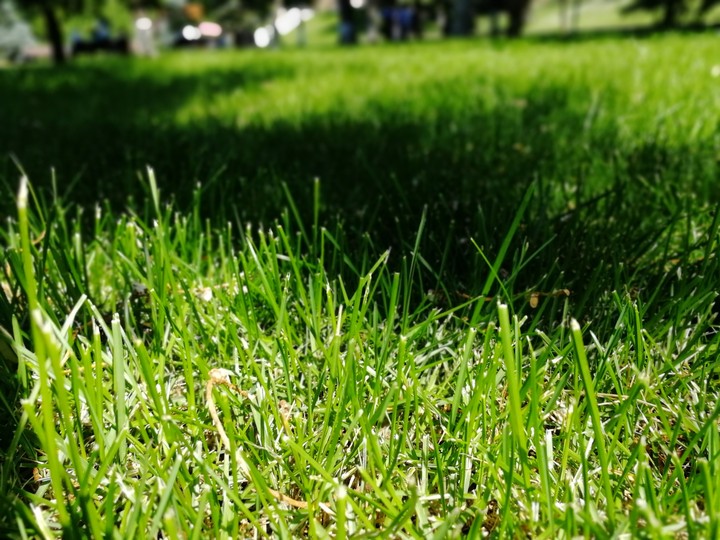 трава. grass