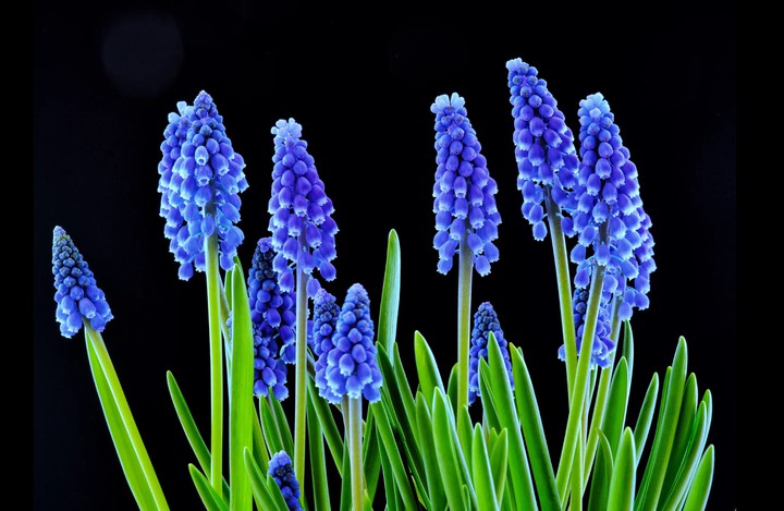 Muscari