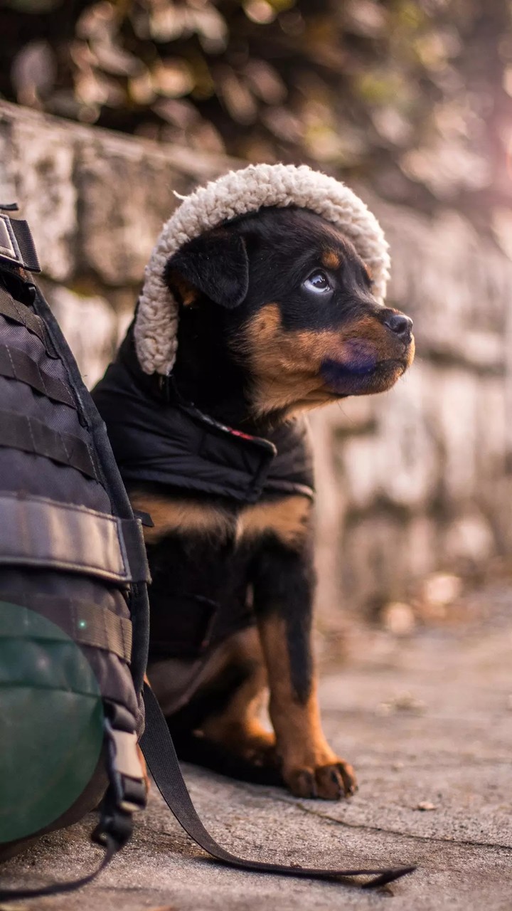 cute dog
