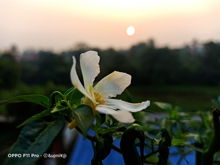 sunrise ?