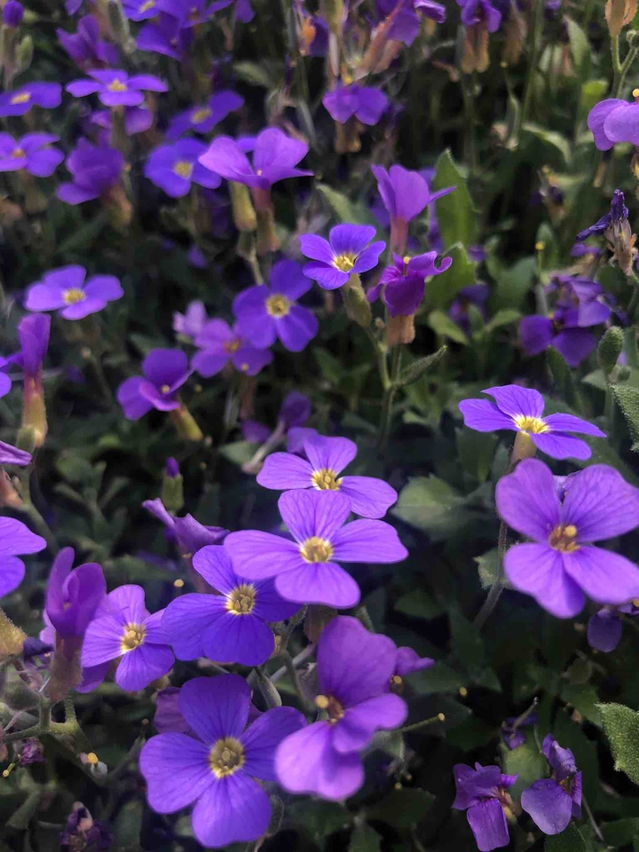 violet