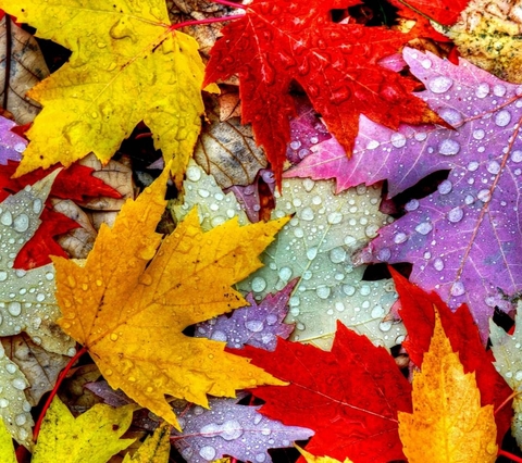 petal, leaf वॉलपेपर