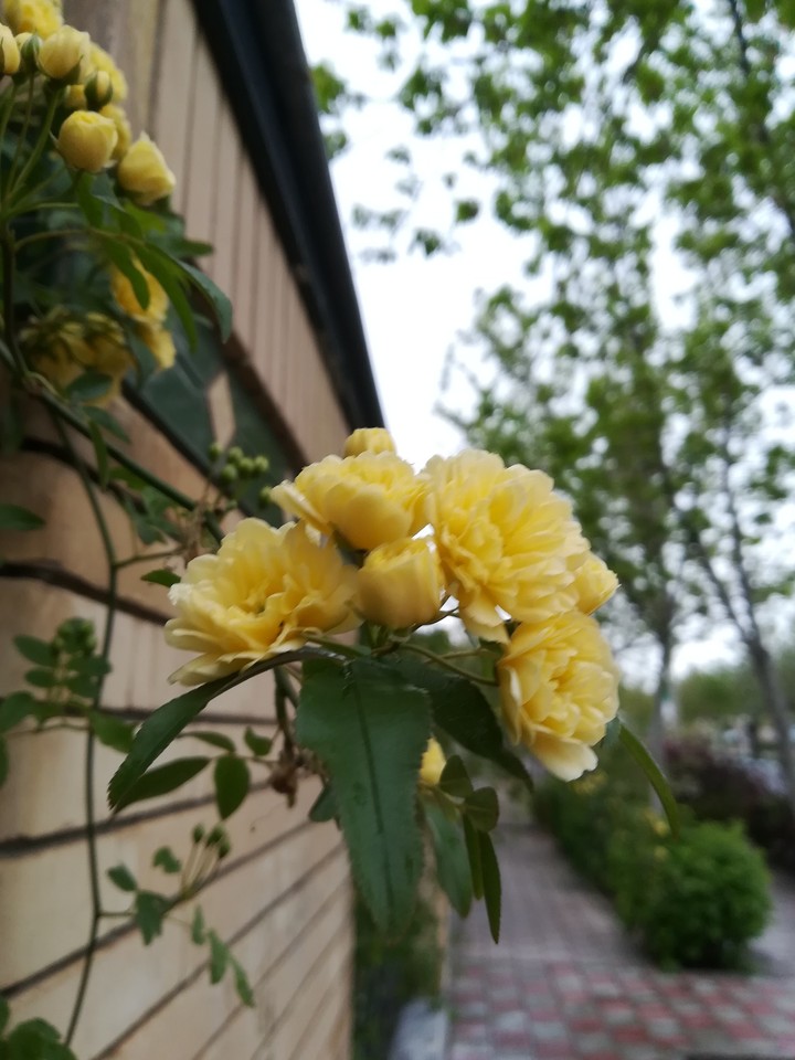 flower