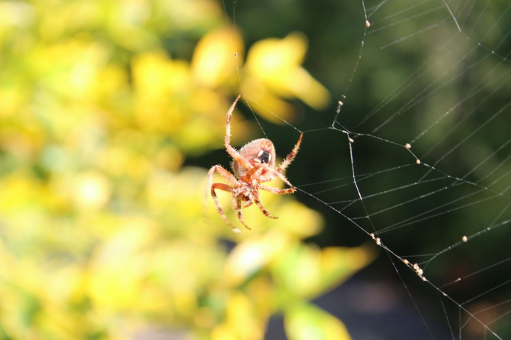 spider on the web!
