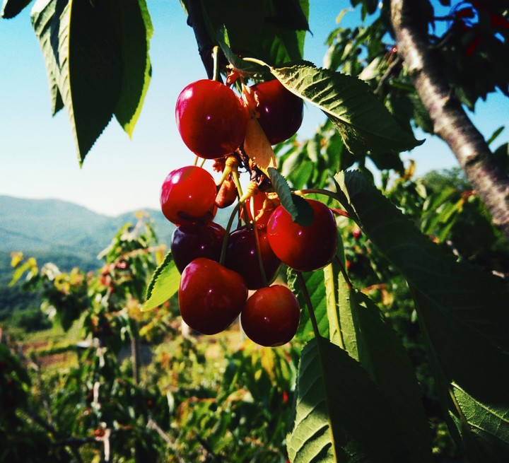 cherry