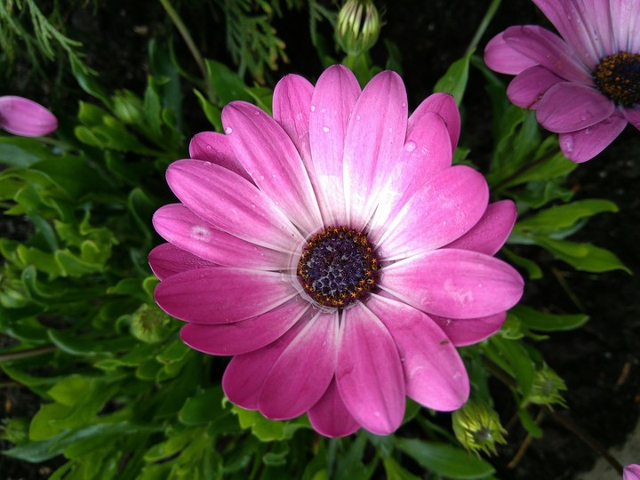fresh flower