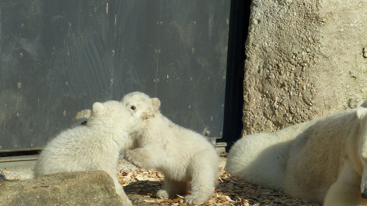Tierpark Hellabrunn 2014