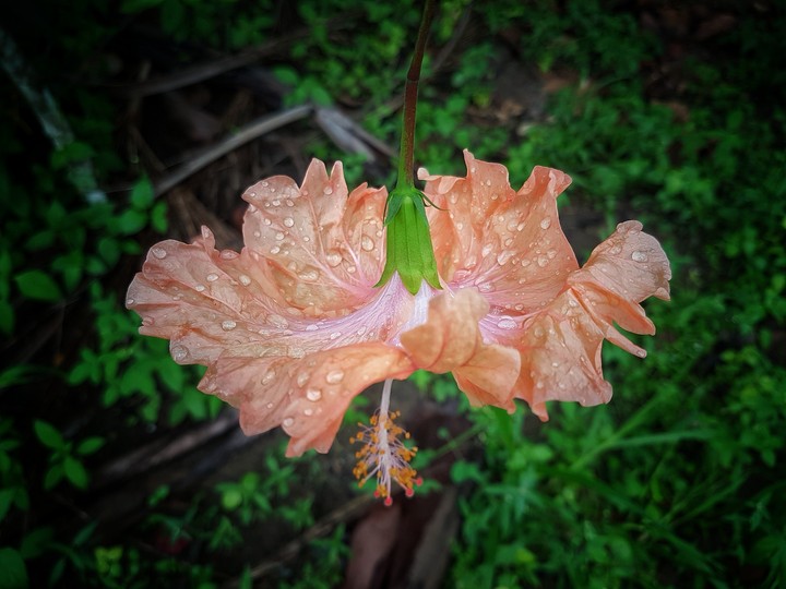 a twinkle droplet