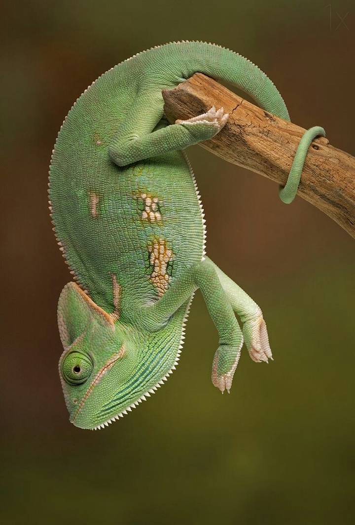 hermoso