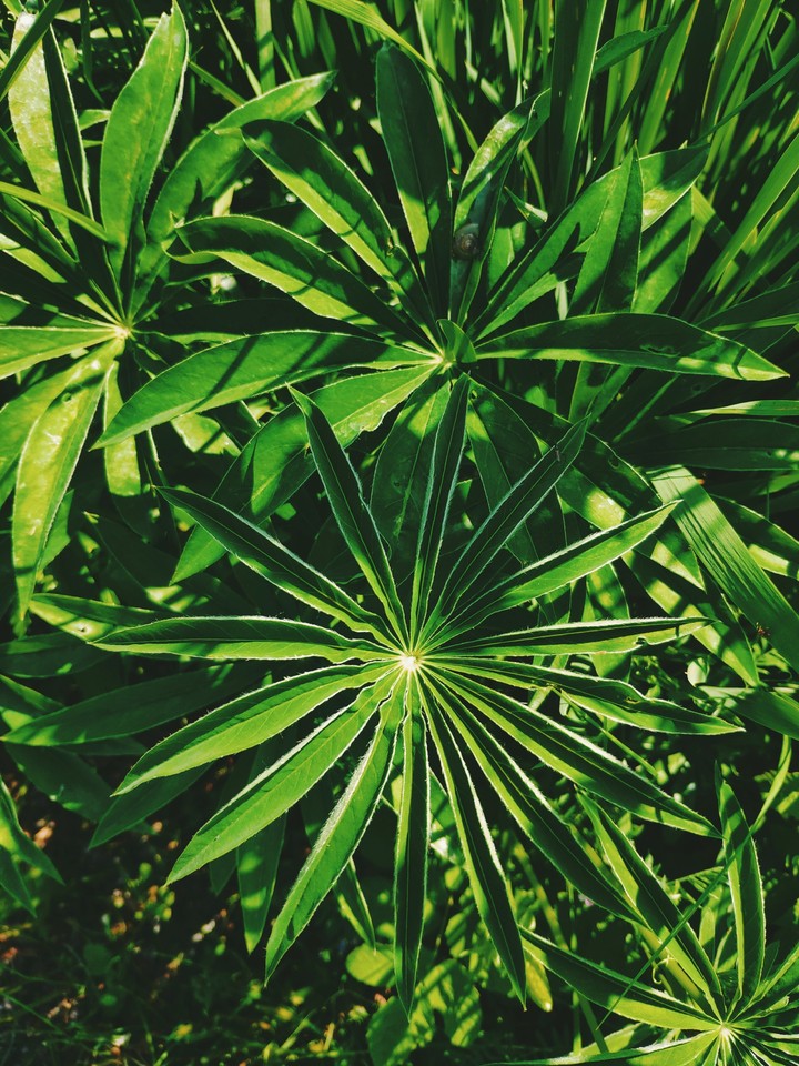 Green plants