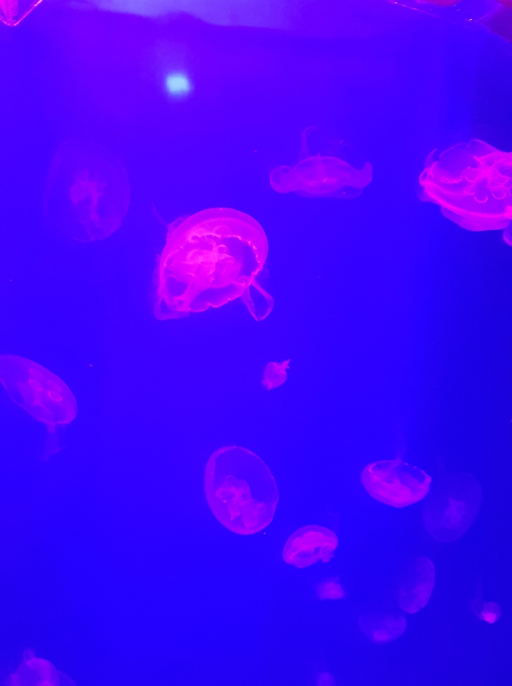 sea
