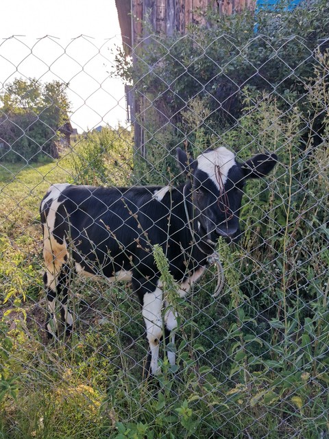 grass, calf वॉलपेपर