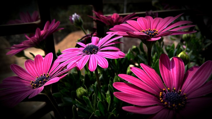 flower