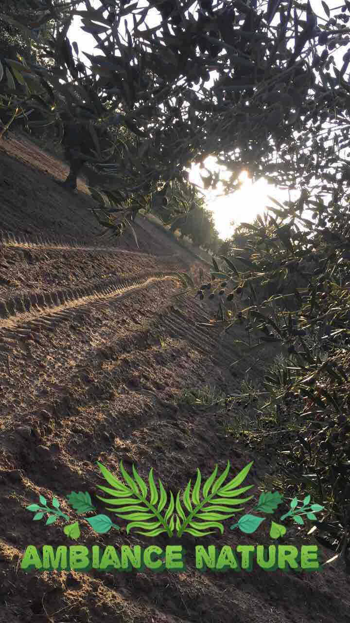 nature