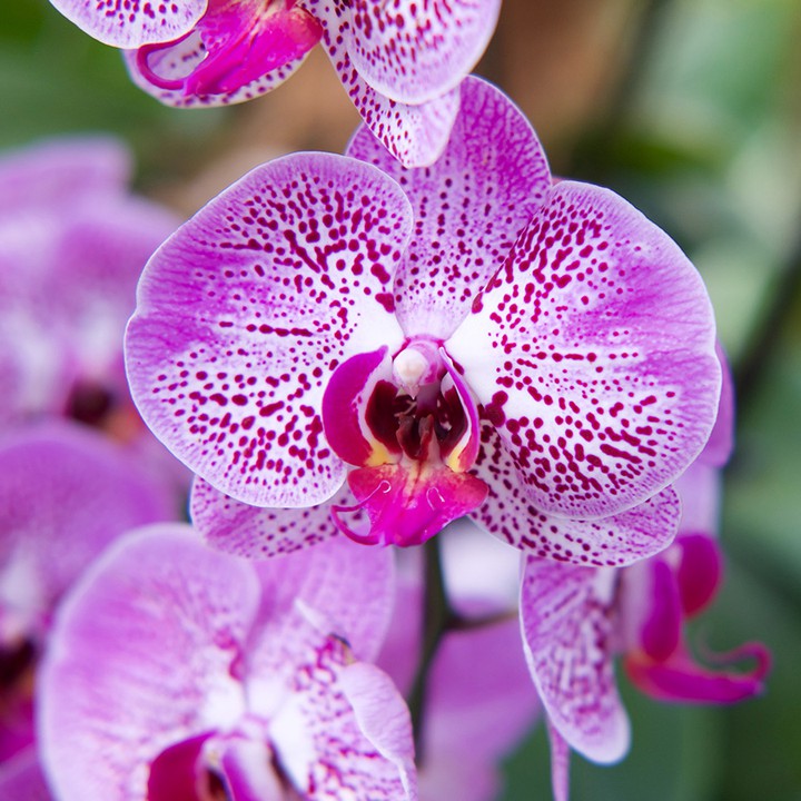 speckled orchid