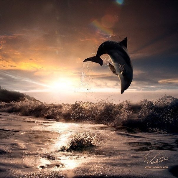 Delfin of sunrise