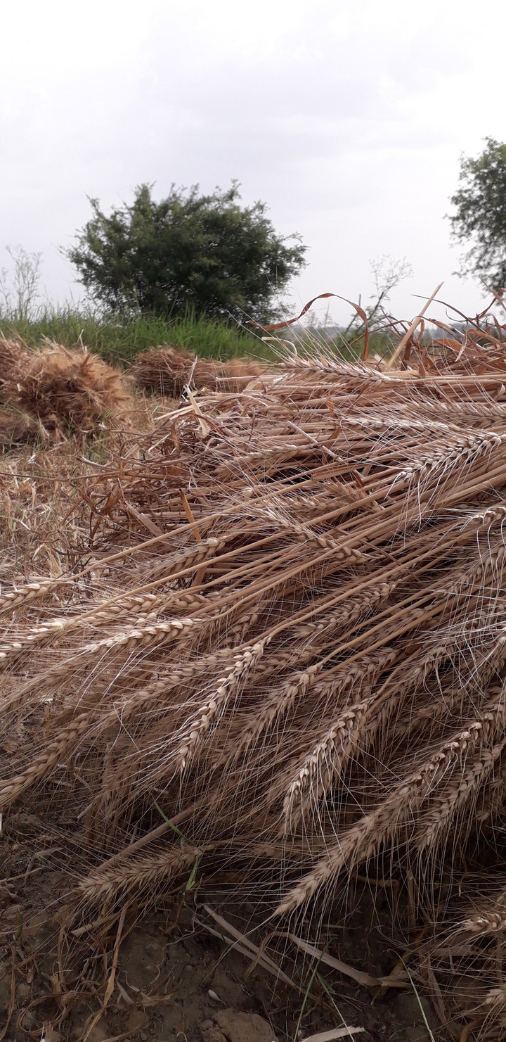 Golden wheat
