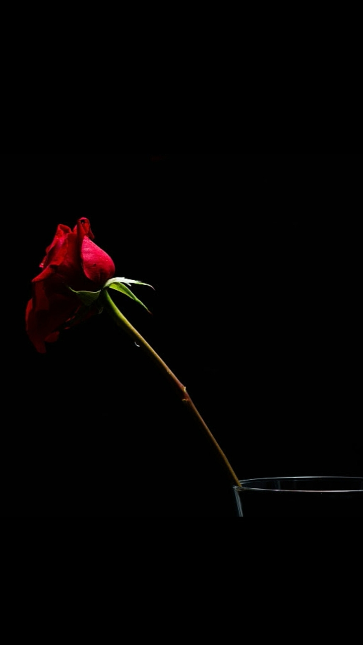 red rose
