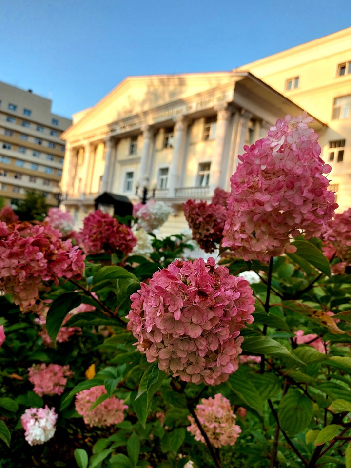 hydrangea
