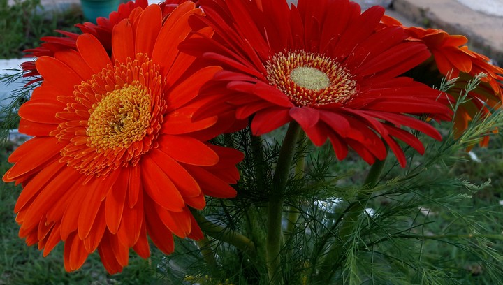 Gérberas