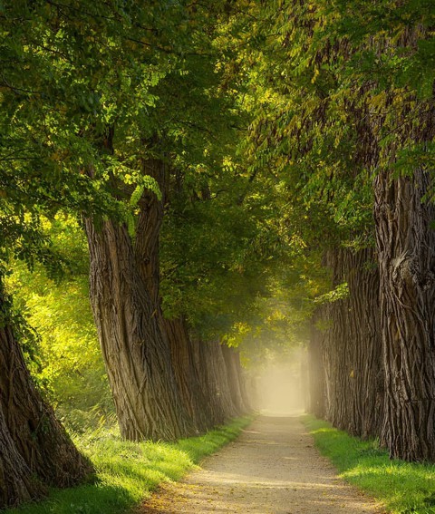 The Netherland