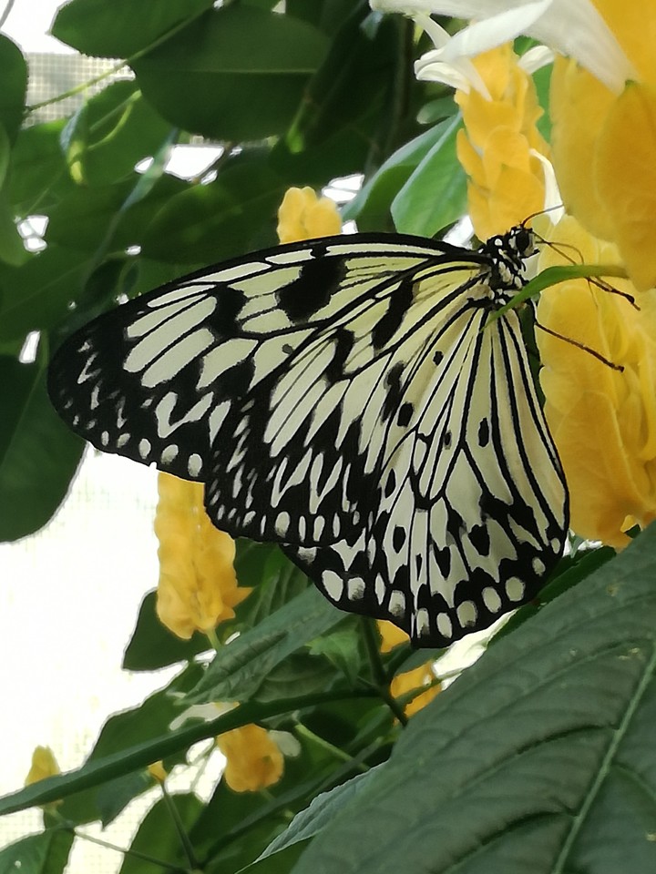 Butterfly with Flower